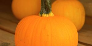 Hybrid Pumpkin Seeds