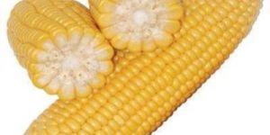 Natural Yellow Corn
