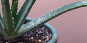 Pharma Grade Aloe Vera Plant