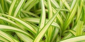 Pharma Grade Safed Musli