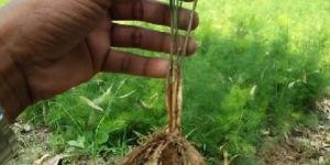 Pharma Shatavari Plant