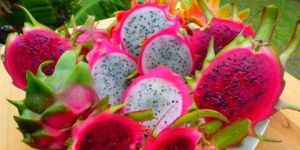 Pink Dragon Fruit Plant