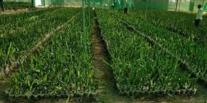 Red Dragon Fruit Plant