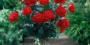 Red Rose Plant