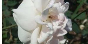 White Rose Plant