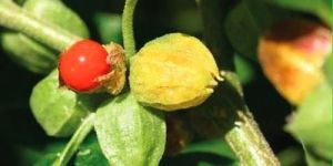 Withania Somnifera (Ashwagandha) Plant