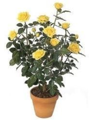 Yellow Rose Plant