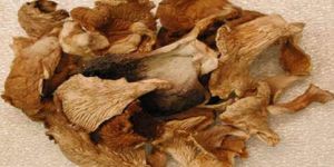Dried Pure Oyster Mushroom