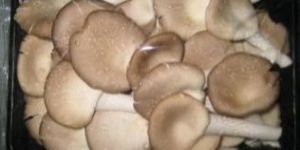Organic Fresh Oyster Mushroom