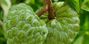 Fresh Custard Apple