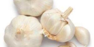 Fresh Garlic
