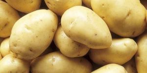 Fresh Potatoes