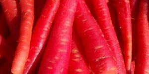 Fresh Red Carrots