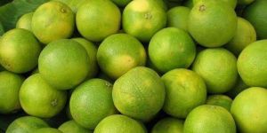 Fresh Sweet Lemon