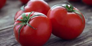 Fresh Tomatoes