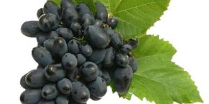 Fresh Black Grapes