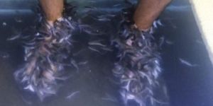 Spa Fish Garra Rufa Fish