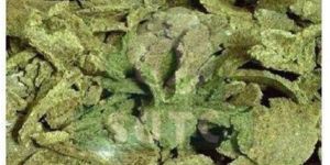 Cotton Seed Oil Cake