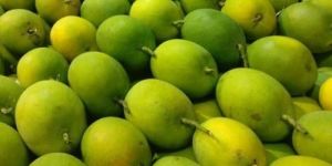 Kesar Mango