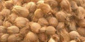 Semi Husked Coconut