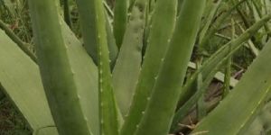 Natural Aloe Vera Plant