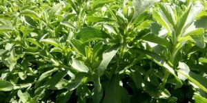 Stevia Plant