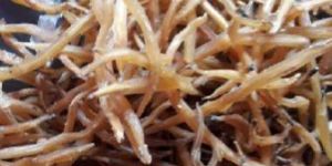 Yellow Shatavari Roots