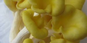 GOLDEN OYSTER MUSHROOM