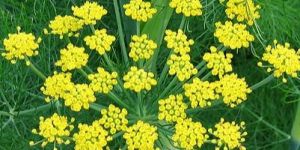 Fennel Sweet Oil