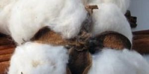 Indian Raw Cotton