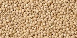 Sorghum Seeds