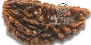 1Mukhi Rudraksha