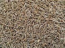 Organic Cumin Seed