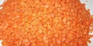 Organic Masoor Dal