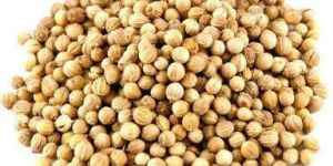 609 Coriander Seeds