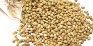 High Quality Coriander Seeds