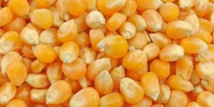 Maize