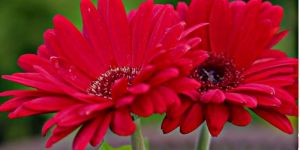 Fresh Gerbera Flower