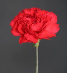 Red Carnation Flower