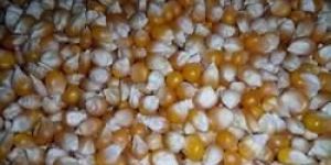Popcorn Maize