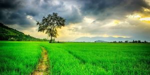 Contract Farming Services