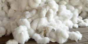 Natural Raw Cotton