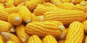 Organic Yellow Maize