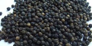 Hybrid Black Pepper