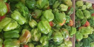Green Capsicum
