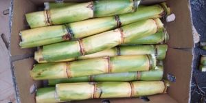 Sugarcane