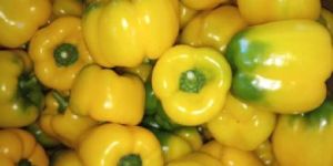 Yellow Capsicum