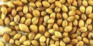 Pure Coriander Seeds