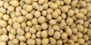 Whole Soybean Seeds