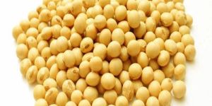Yellow Soybean Seeds